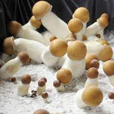 Buy Penis Envy Mushroom Spores Online