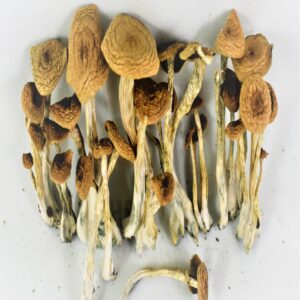 Buy Psilocybe cubensis Mushroom Online