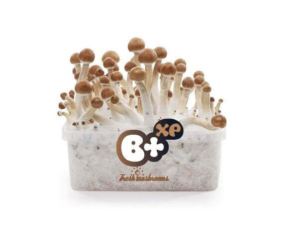 Fresh Mushrooms Grow Kit 'B+