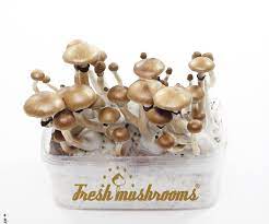 Fresh Mushrooms Grow Kit 'Ecuador'