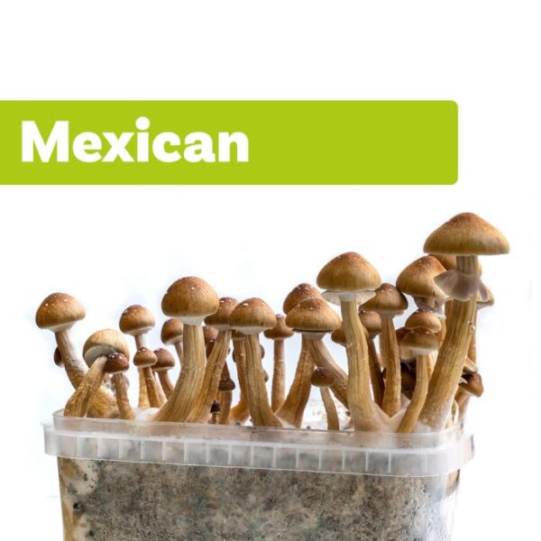 GROW KIT MEXICANA