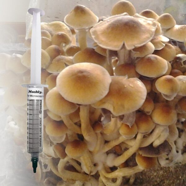 Golden Teacher Mushroom Spores