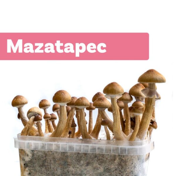 Grow Kit Mazatapec