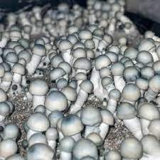 Albino Penis Envy (APE) Spore Syringe