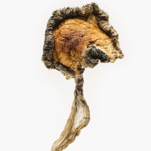 Blue Meanie Magic Mushrooms