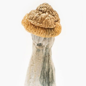 Penis Envy Mushrooms