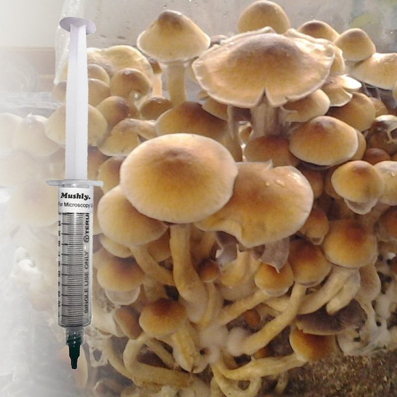 Super Strain Koh Samui Spores