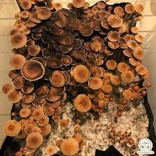 Purple Mystic Mushroom Spores