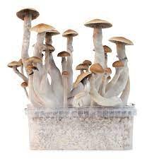 Magic Mushroom Grow Kit (Azurescens)